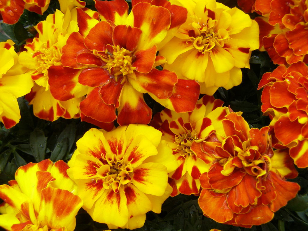 Marigold-